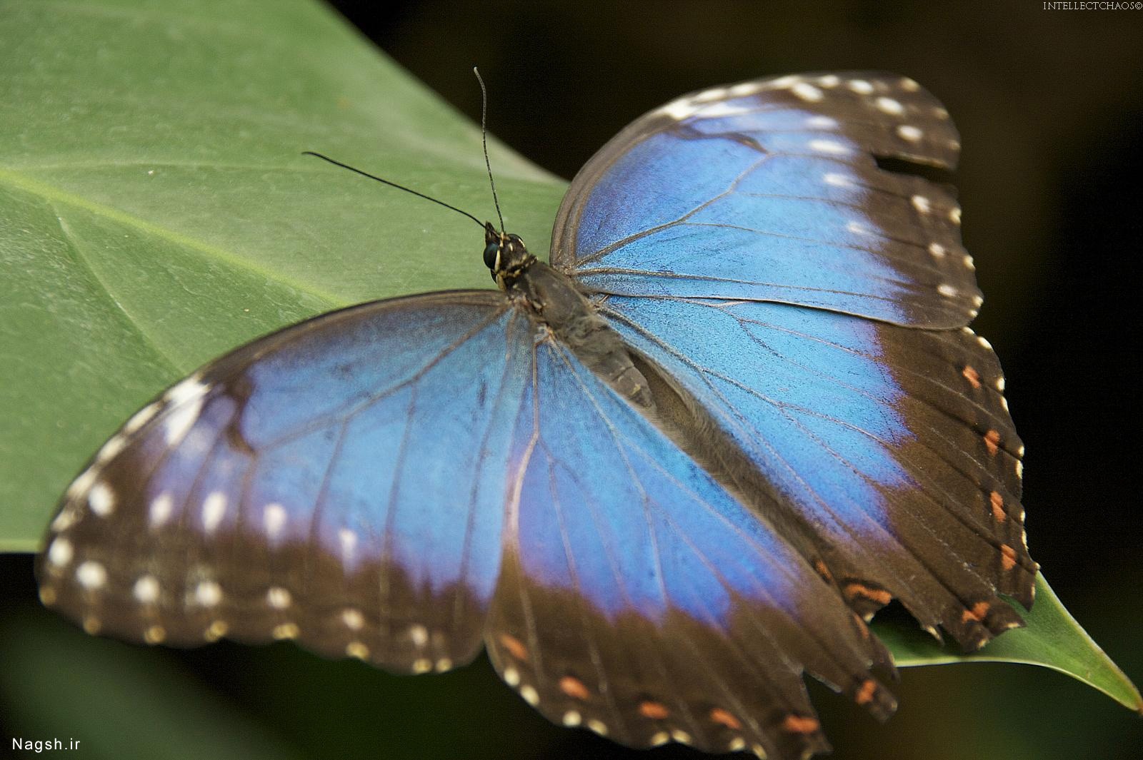 پروانه آبی و زیبا